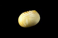 藏品(白肋蜑螺)的圖片